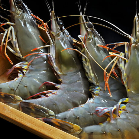 26/30 TIGER PRAWN