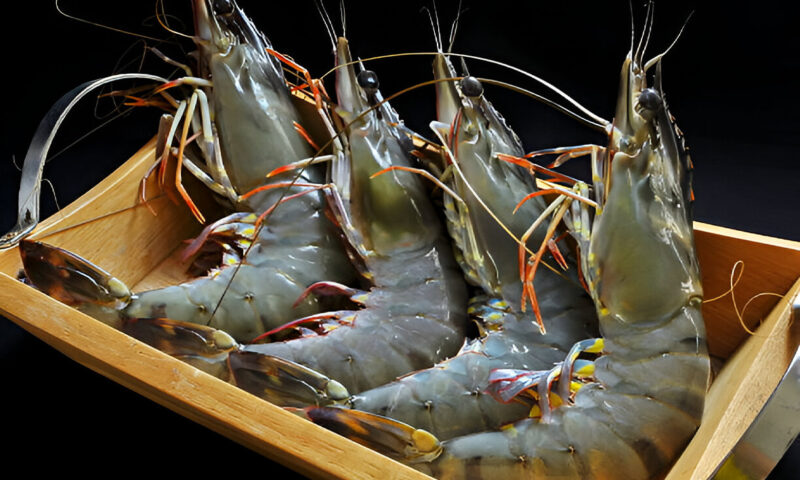 26/30 TIGER PRAWN