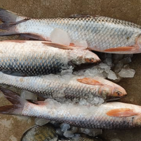 KALA FISH