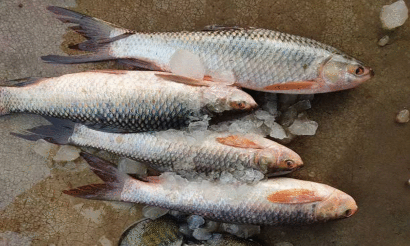 KALA FISH